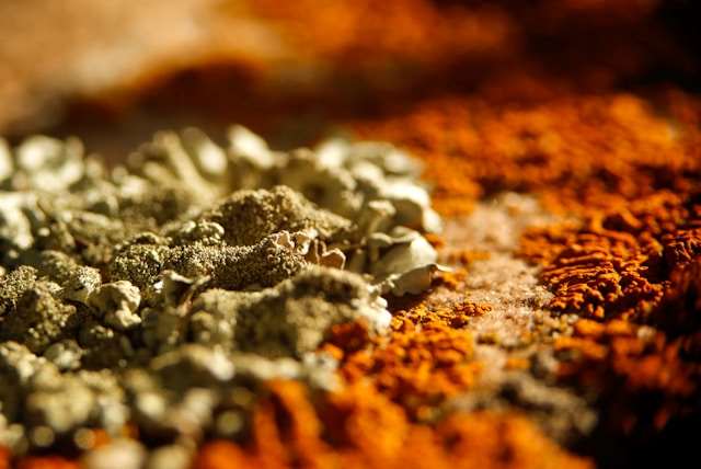 A Greener Way to Source Rare Earth Elements: Bio-Mining