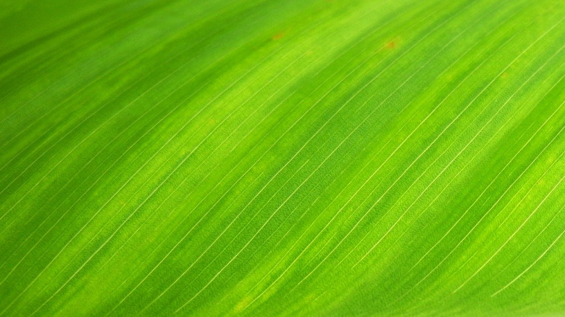 green-leaf-176722_1280