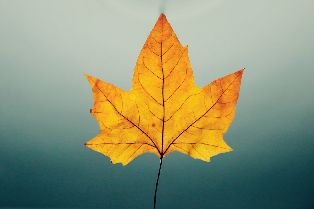 brown-leaf-2364633