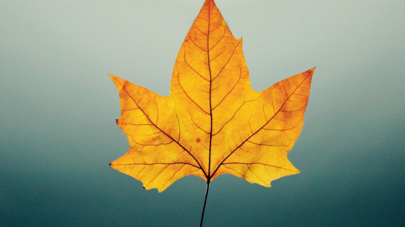 brown-leaf-2364633