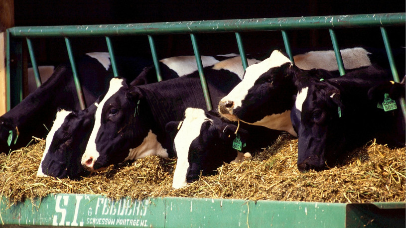 Animal Feed Researchers Find No Growth Benefit In Dietary Fat