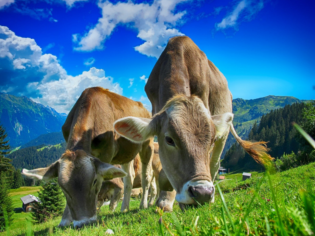 cows-2641195_1920