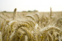 Turning Wheat Straw Waste into Chemicals Takes a Big Step Towards Commercial Reality
