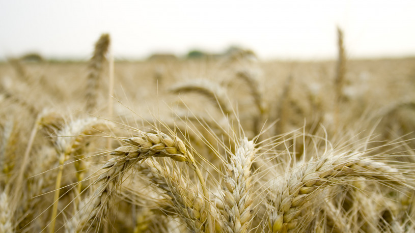 wheat-field-1177791